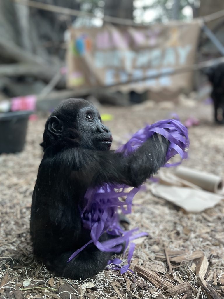 Eyare plays with some ribbon while in her play space at the Wilder Institute/Calgary Zoo in Calgary