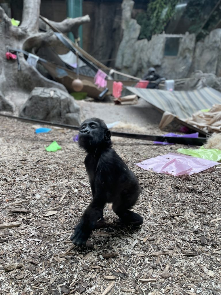 Eyare looks up while in her play space at the Wilder Institute/Calgary Zoo in Calgary