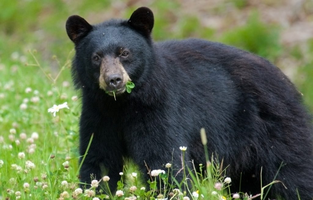 Black Bear eating clover