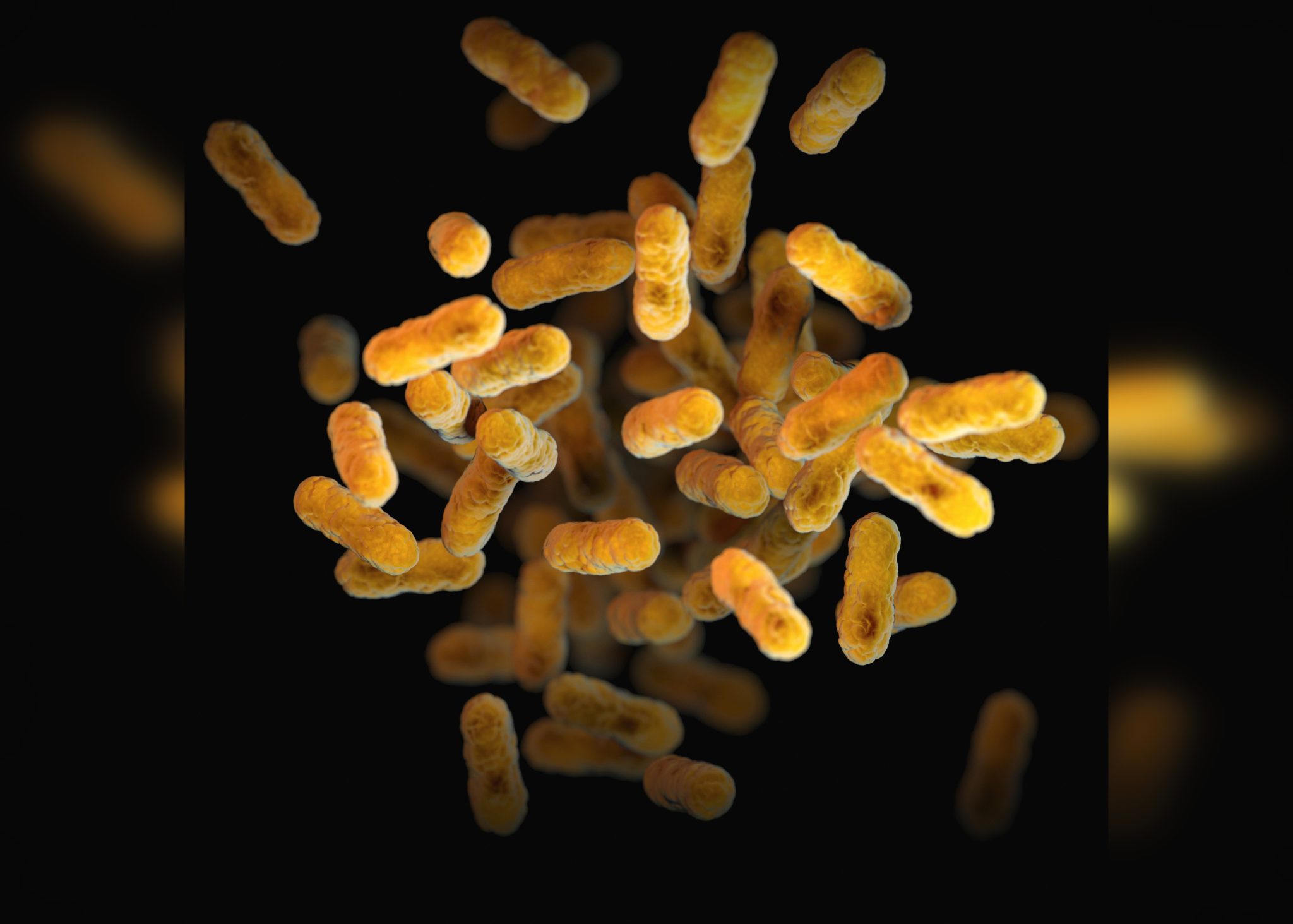 Бактерия Bordetella pertussis. Bordetella pertussis патогенность. Род Bordetella бактерии. Bordetella pertussis на казеиново-угольном агаре.