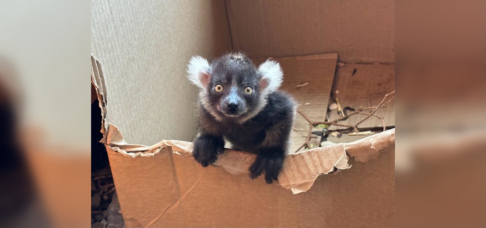 Baby lemur welcomed at Calgary Zoo | CityNews Calgary