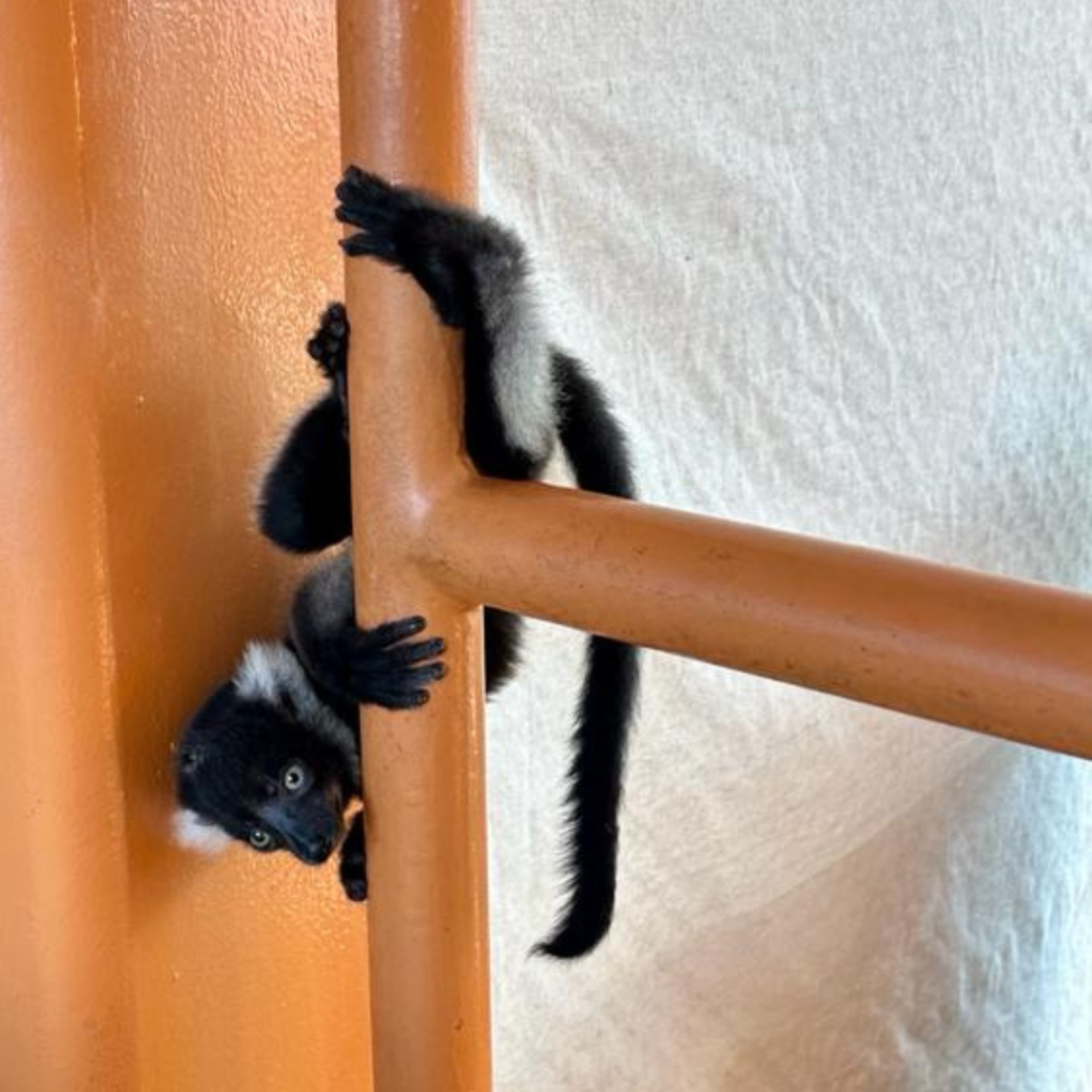 Black-and-white ruffed lemur pup
