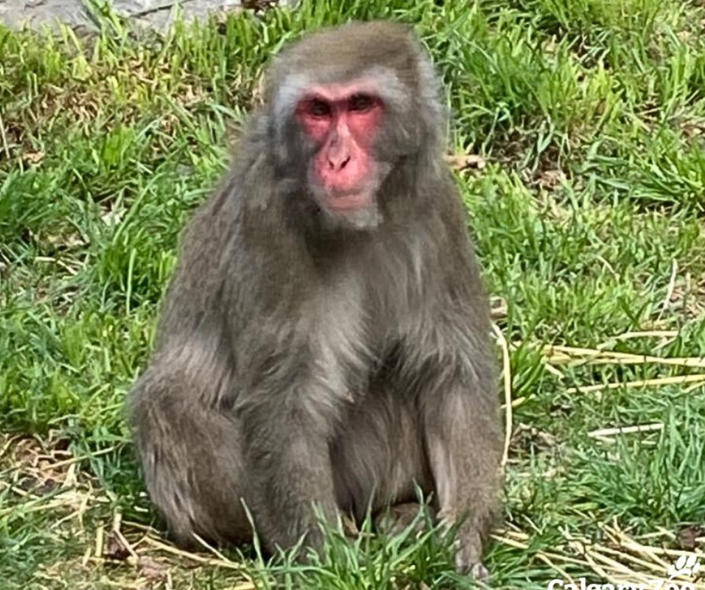 Calgary Zoo's Japanese macaque