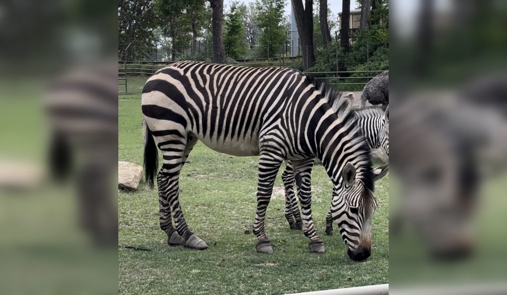 Female zebra Liba grazes in an enclosure at the Calgary Zoo. Conversation was sparked online about the length of the zebra's hooves. The zoo has since said Liba just had a baby and isn't ready to go under anesthetic for the procedure just yet. (Courtesy Fit_Pomegranate9301/Reddit).