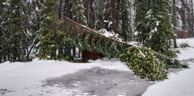 Miette Road by Jasper National Park