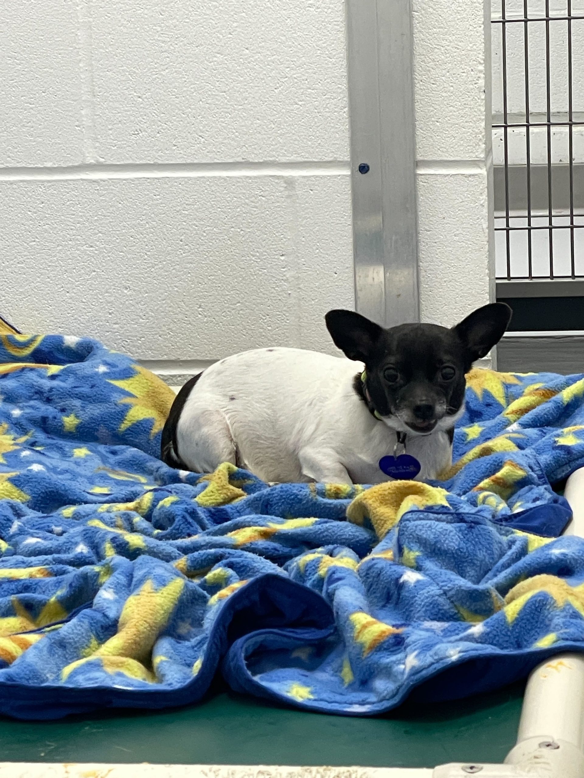 Two dogs were crammed into a travel crate and left on the sidewalk outside the Calgary Humane Society on Saturday, July 1, 2023. (Courtesy Calgary Humane Society) 