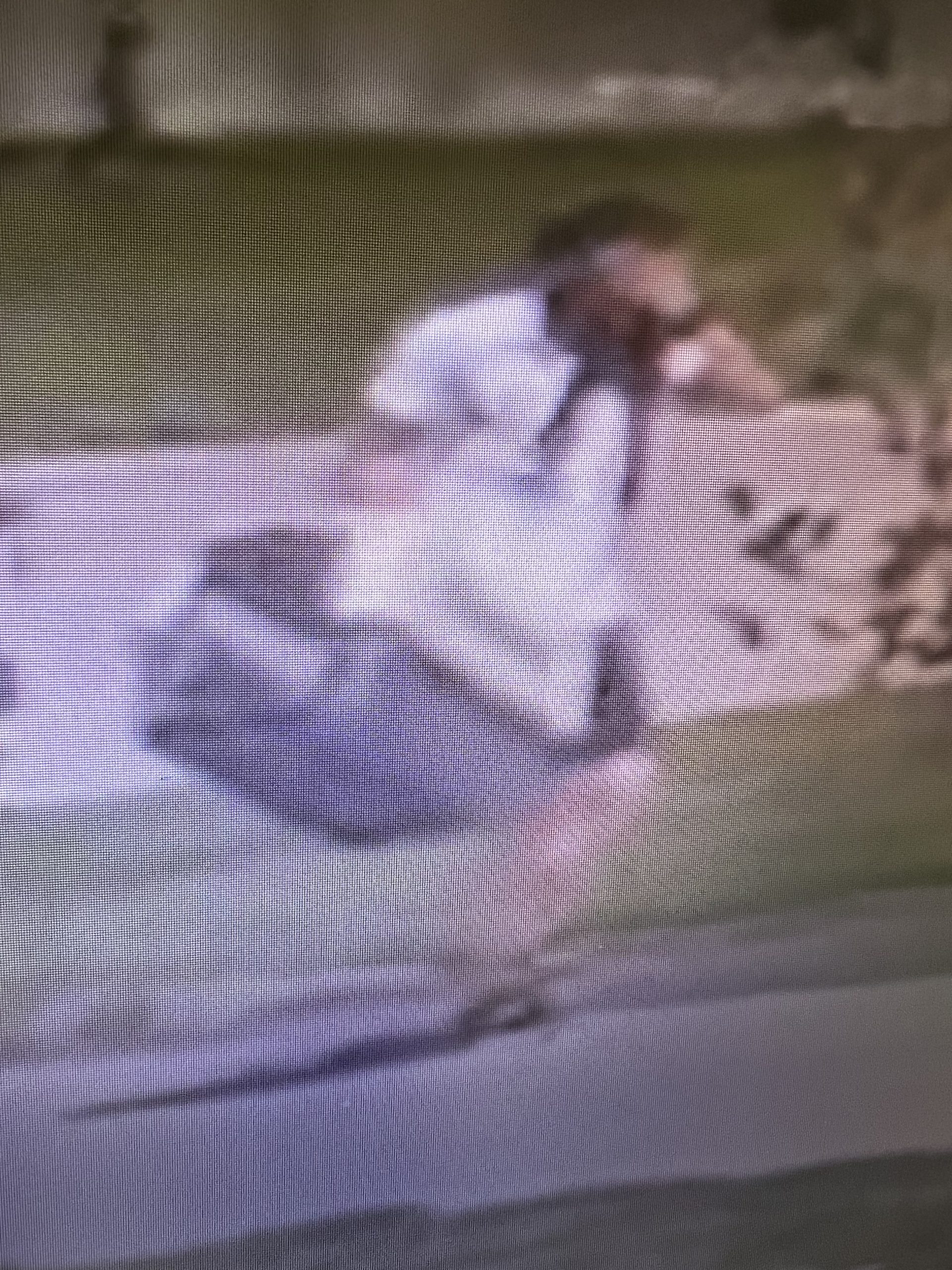 The Calgary Humane Society is asking the public to help identify an individual who abandoned two dogs in a travel crate on the sidewalk outside the Calgary Humane Society on Saturday, July 1, 2023. (Courtesy Calgary Humane Society) 