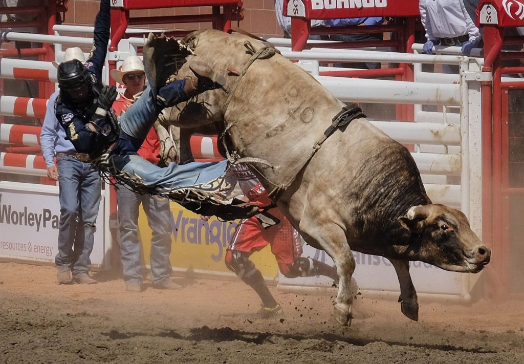 Joe Frost, of Randlett, Utah, comes off Creepin, during bull riding rodeo action at the Calgary Stampede in Calgary