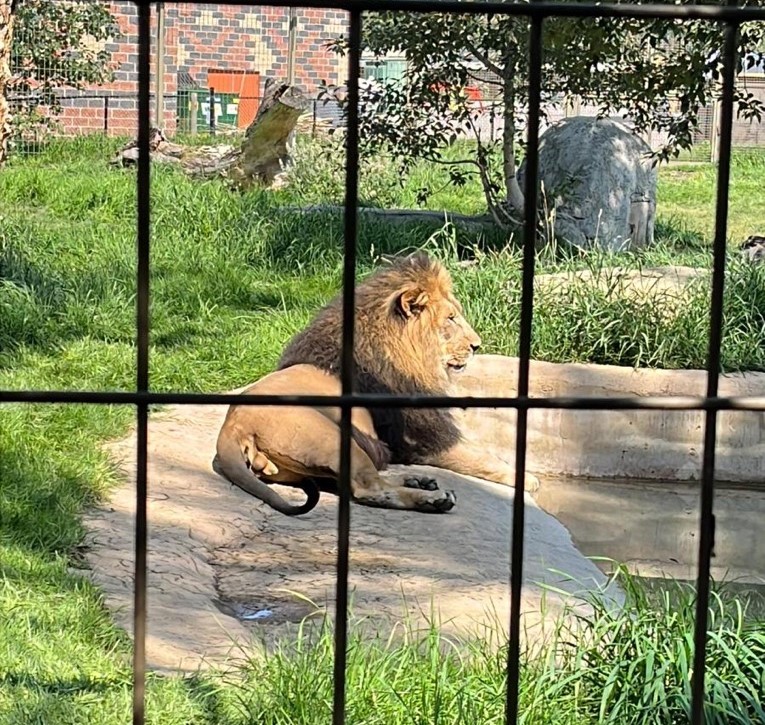 African lion Baruti inside the Wilder Institute/Calgary Zoo