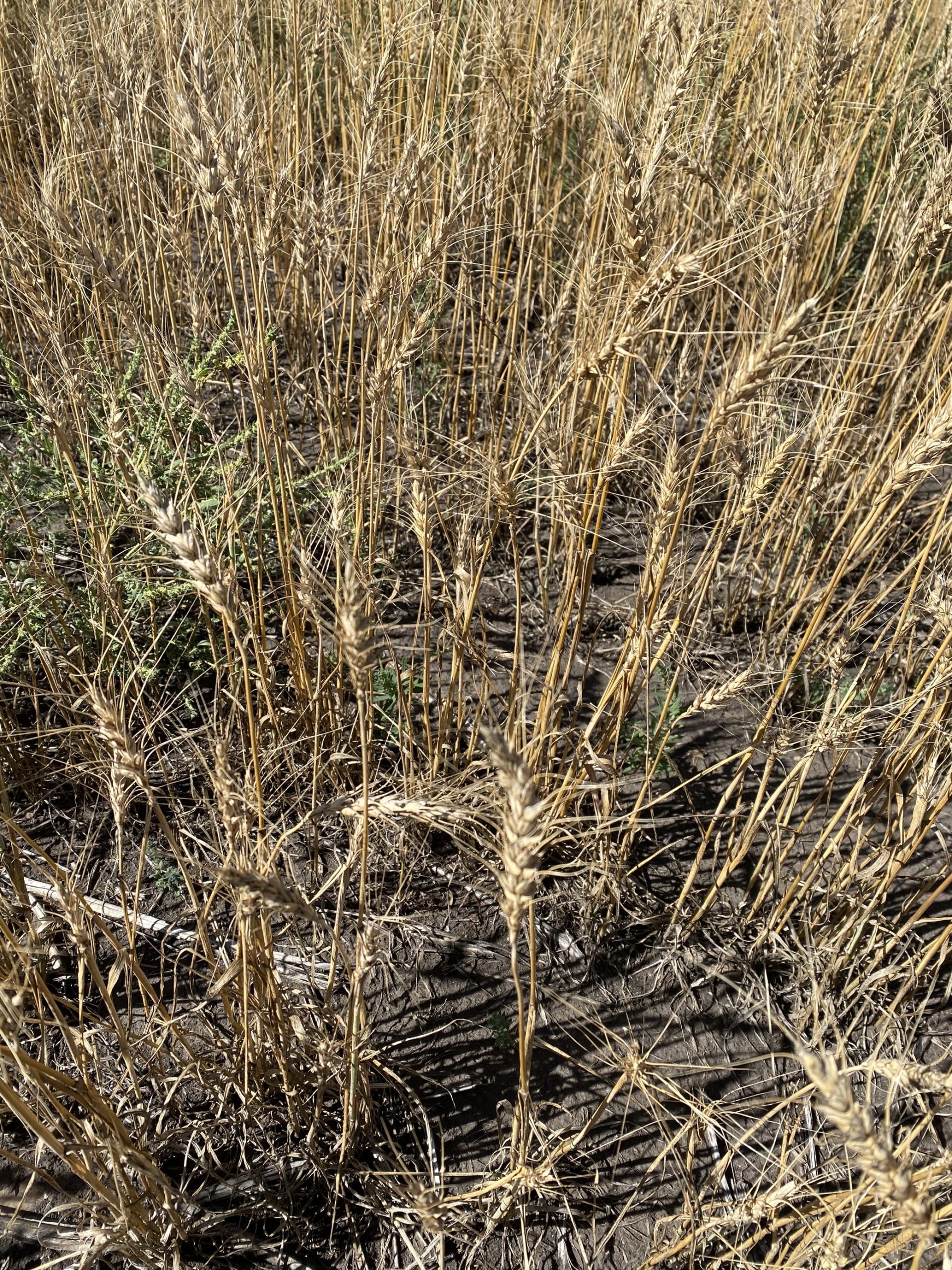 Thin and sparse hard red spring wheat grows in Matt Sawyer's field bear Acme, Alta. The producer is one of many whose crops are struggling due to extremely dry conditions. 