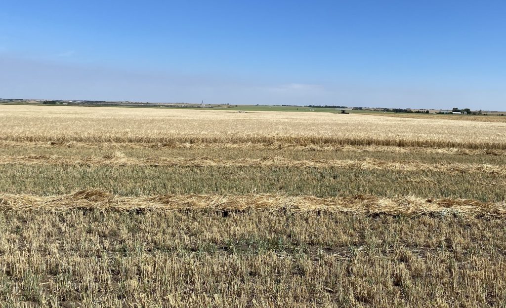 Thin, dry barley fills producer Matt Sawyer's fields northeast of Calgary, near Acme, Alta. There have been 13 agricultural disasters declared in the province so far this summer.