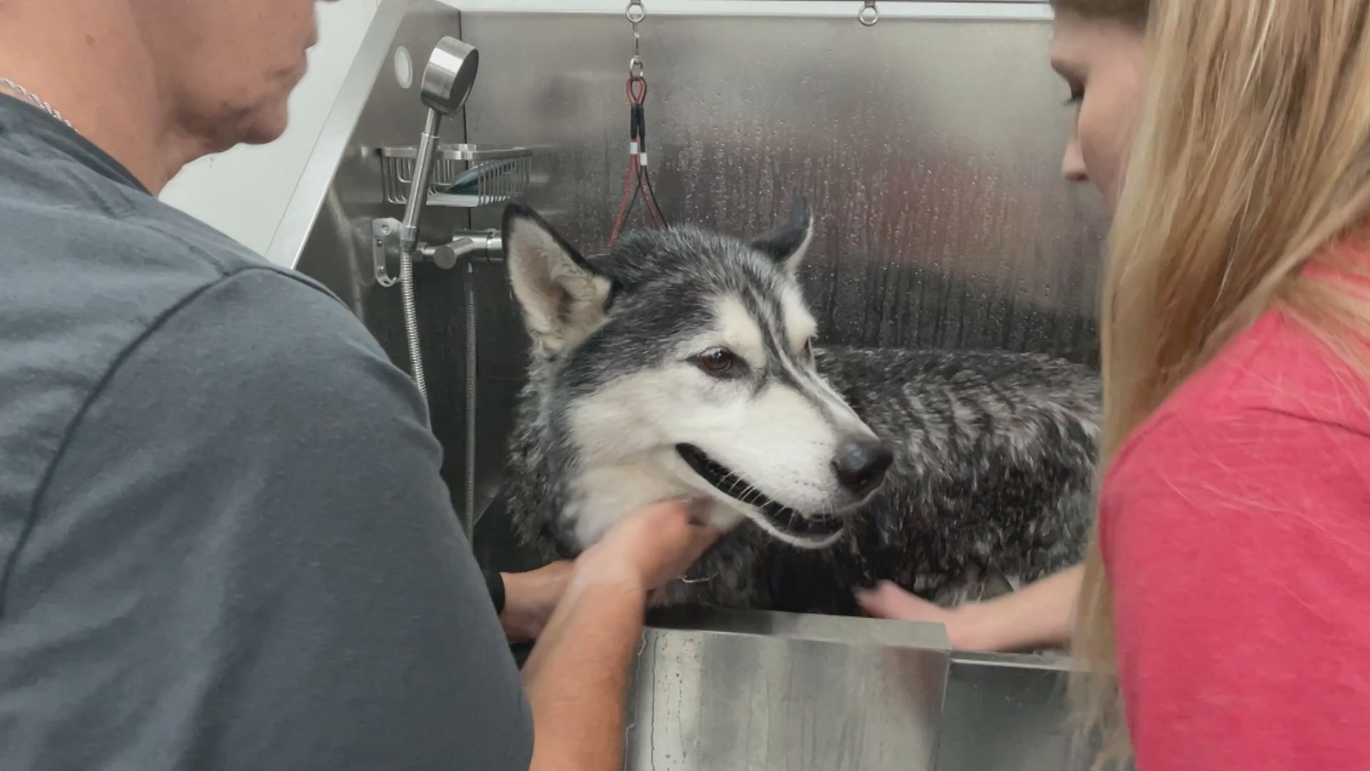 Calgary supporting wildfire evacuee pets CityNews Calgary