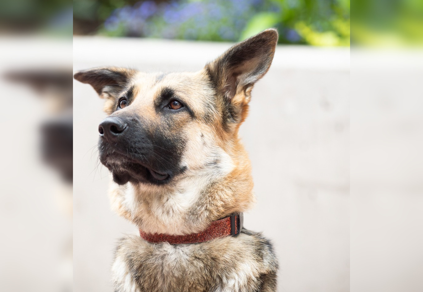 Animal abuse on the rise in Calgary pet rescue CityNews Calgary