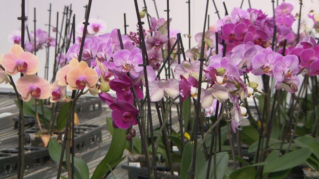 Green to pink: Alberta cannabis company diversifies with orchids
