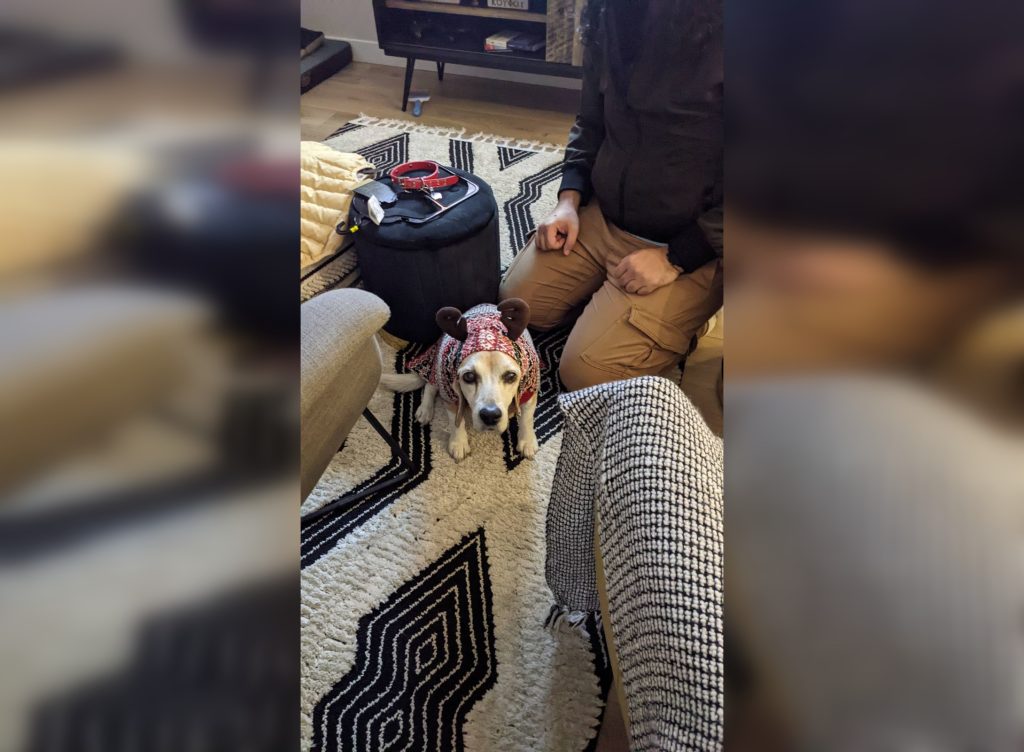 The owners of Nelle, a 12-year-old beagle, say she was killed after being attacked by two larger dogs while out for a walk in Discovery Ridge.