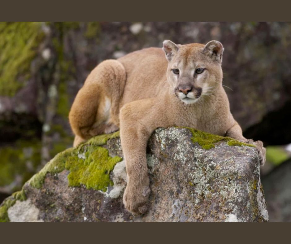 Cougar warning issued for campground near Banff