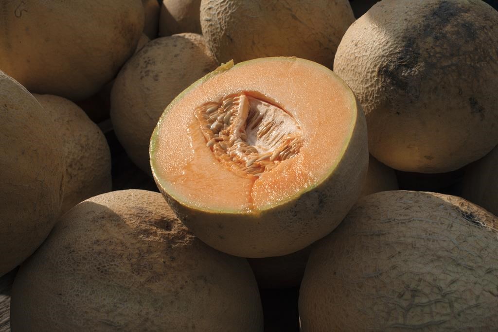 One dead, 63 cases in salmonella outbreak linked to cantaloupe: PHAC | CityNews Calgary