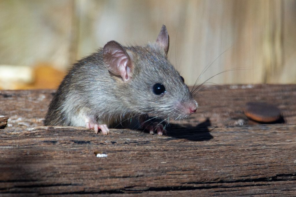 a rat sitting on a piece of wood