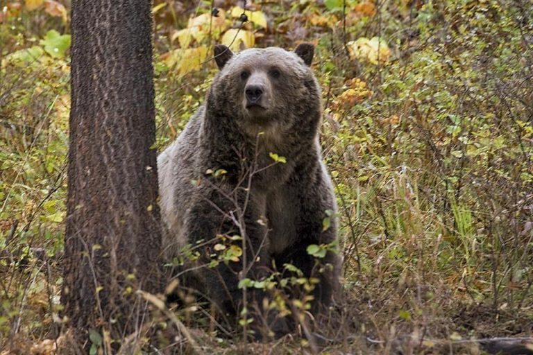 'No stopping zone' in Banff National Park due to grizzly bears