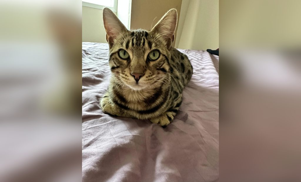 Bengal cat nabbed from Sylvan Lake found in Ontario