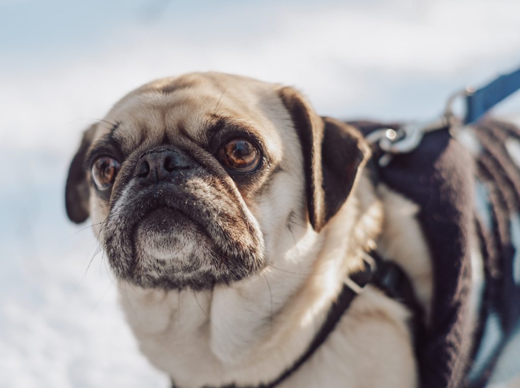 How to keep your pet safe in extremely cold temperatures