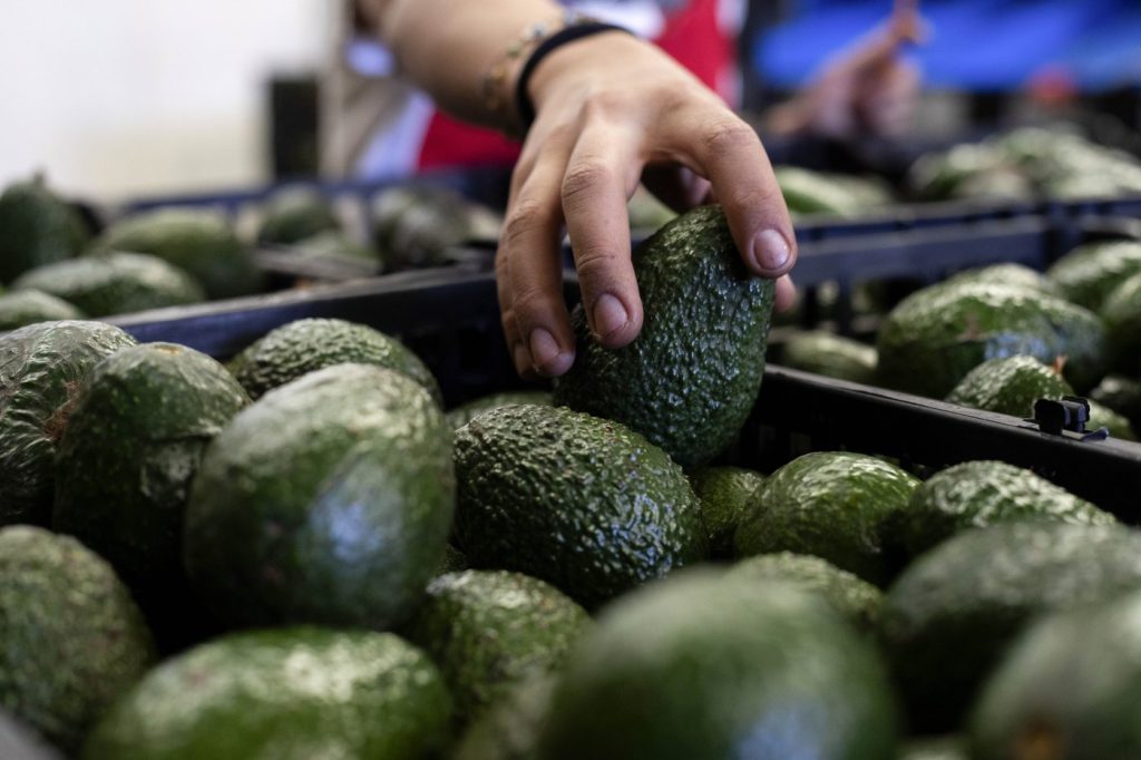 A worker packs avocados at a plant in Uruapan, Michoacan state, Mexico