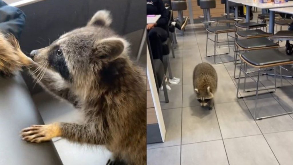 'Give him a burger': Viral video shows raccoon walk around McDonald's in Scarborough