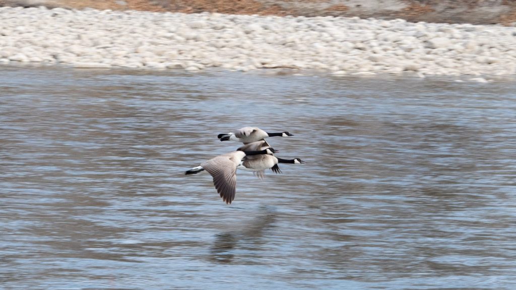 Canada geese fly over the Bow River in Calgary on a warm spring morning. Wednesday, Mar. 24, 2021. (CityNews file photo)