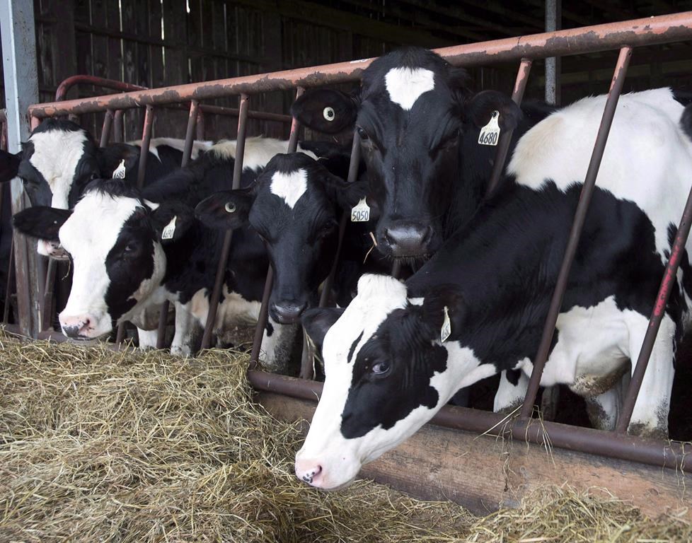 CFIA monitoring for avian flu in Canadian dairy cattle after U.S. discoveries