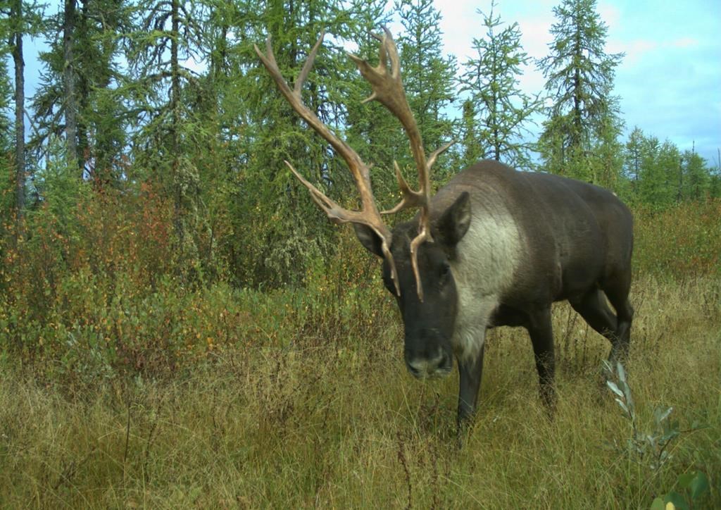 Climate change, not habitat loss, may be biggest threat to caribou herds: study
