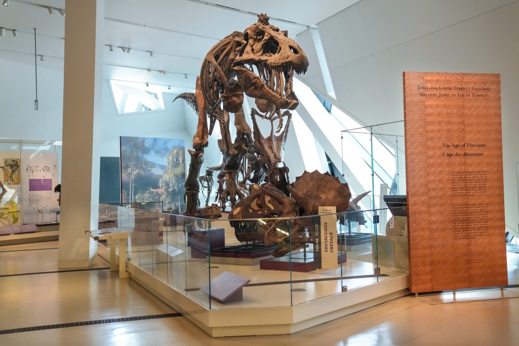 A representation of a Tyrannosaurus Rex stands in the "Age the Dinosaurs" Gallery at the Royal Ontario Museum, in Toronto, Tuesday, Dec. 12, 2023.