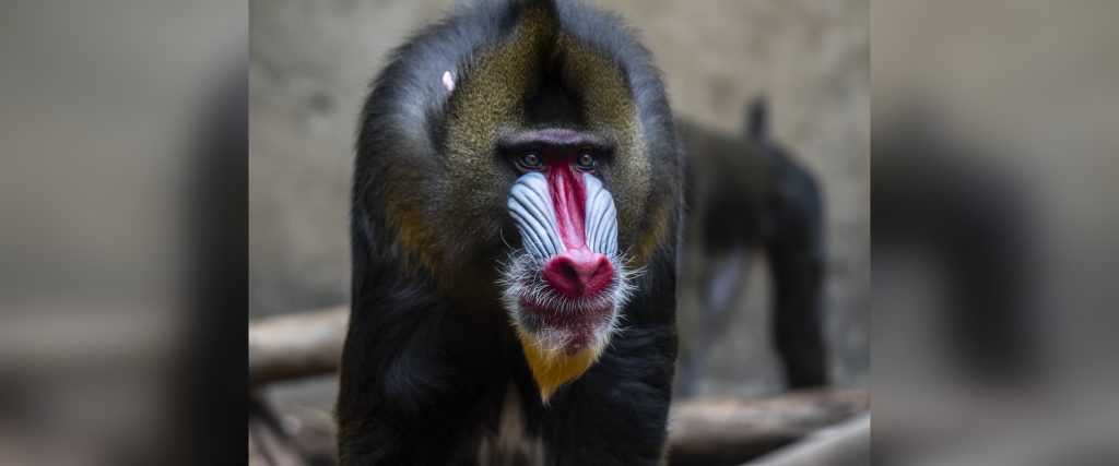 The Calgary Zoo says Yusufu, a 20-year-old mandrill monkey, passed away suddenly last week at the age of 20. (Wilder Institute/Calgary Zoo)