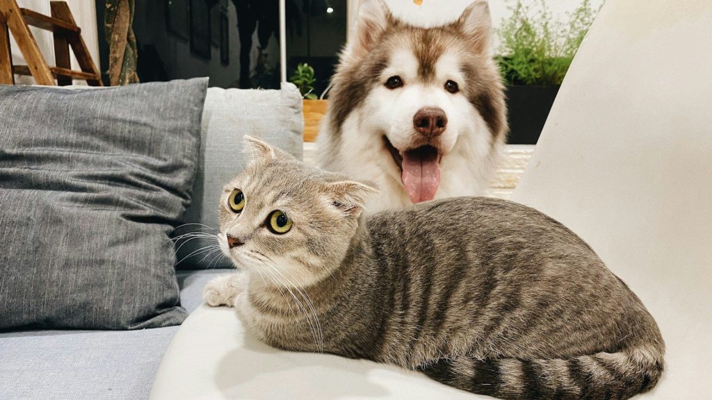 A dog and cat sitting together