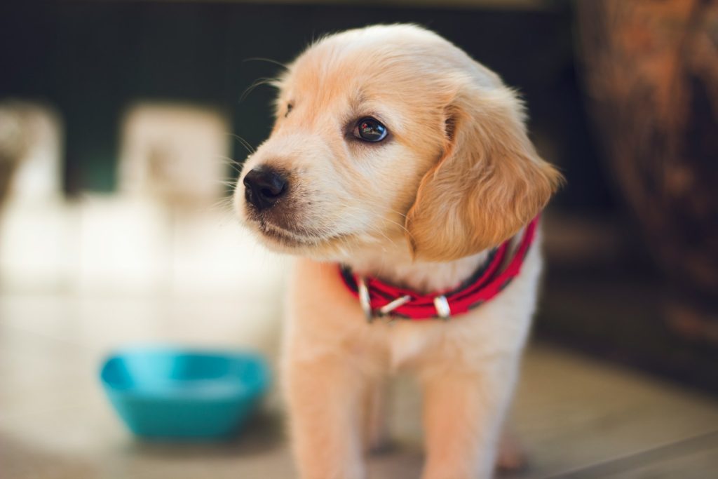 Cochrane pub unveils new 'doggy menu' for pups