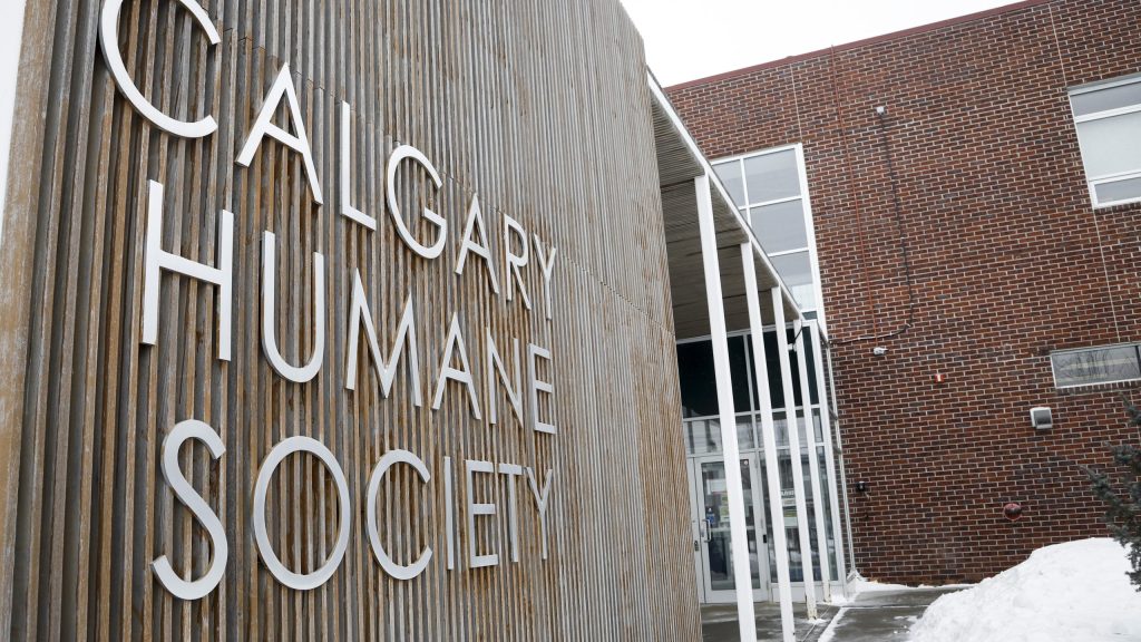 Aggressive dog behaviour preventable with 'adequate training': Calgary Humane Society