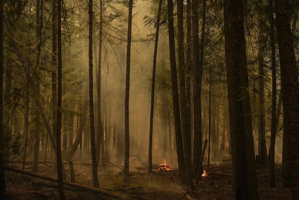 Intact launches wildfire damage protection pilot ahead of elevated-risk season