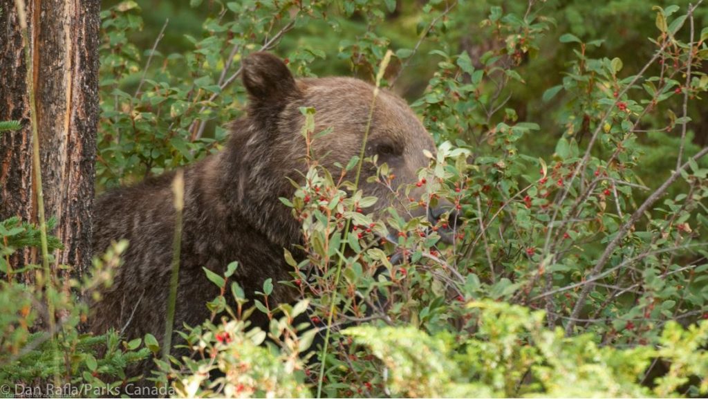 File image of a bear.