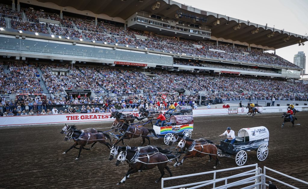 Calgary Stampede say 2 chuckwagon horses, steer euthanized due to injury