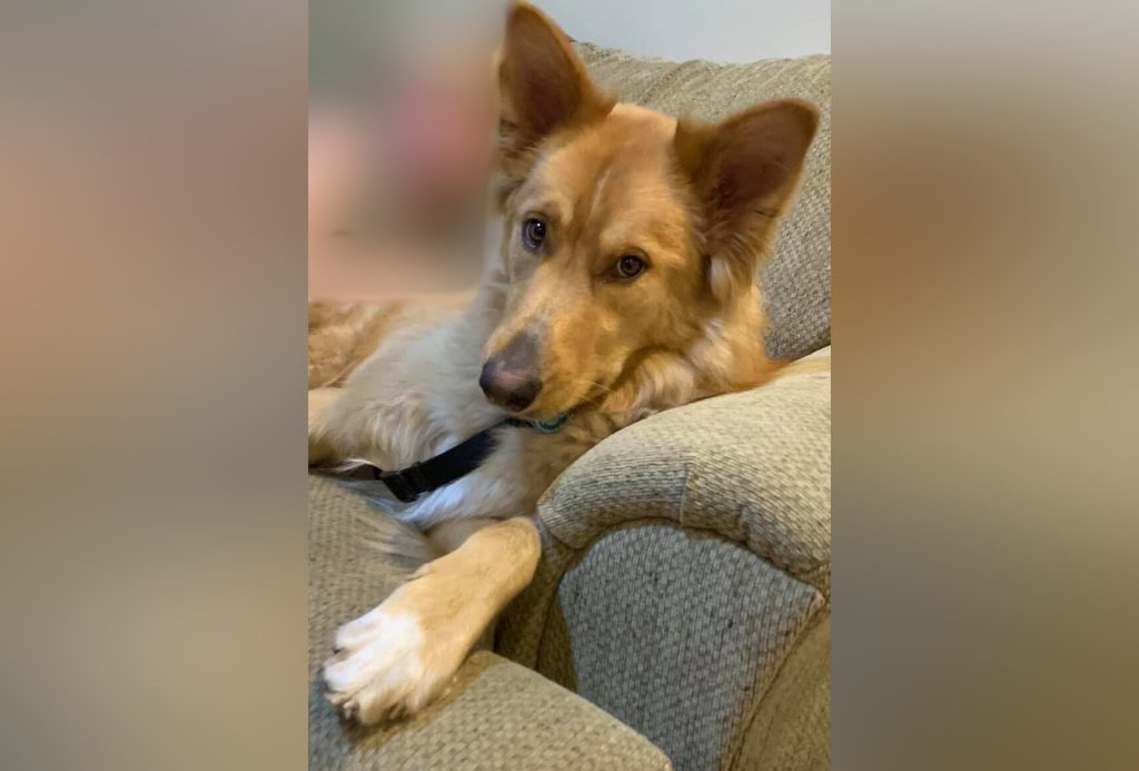 four-year-old Alaskan Malamute, German Shepard crossbreed Lucky, died on Canada Day after her owner, 30-year-old Kaitlyn Rose Folkins, left her in a vehicle on Mount Copper Green SE for more than two hours. (Facebook)