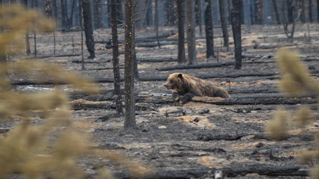 'Grizzly bear 222,' runs through the charred remains of Jasper National Park in this undated photo. (Jasper National Park, Facebook)