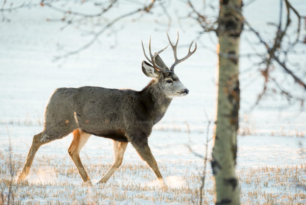 A mule deer buck forages for food as the sun rises near Dog Pound, north of Calgary, on Jan. 13, 2024. THE CANADIAN PRESS/Jeff McIntosh Jeff McIntosh