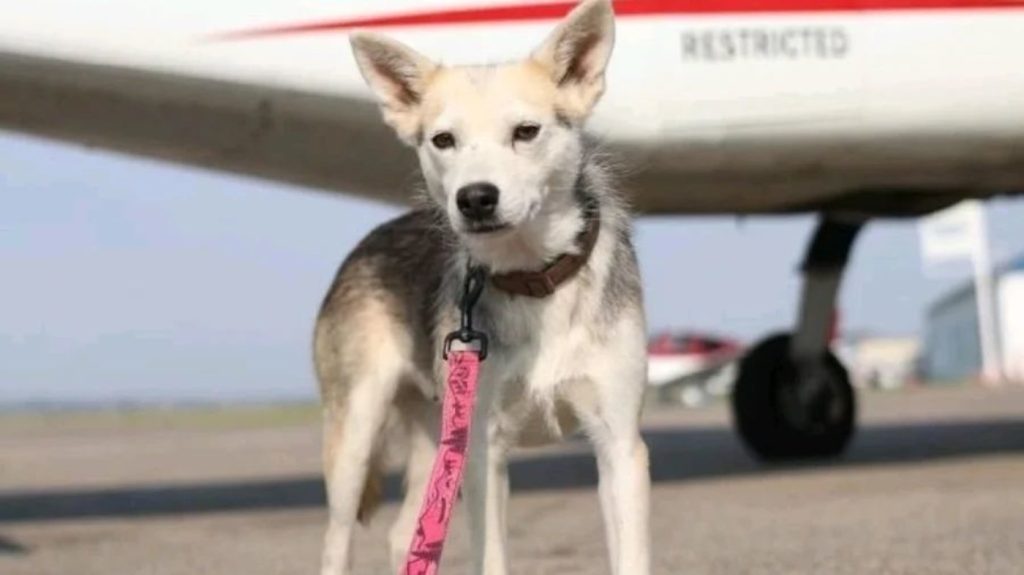 A puppy rescued from Saskatchewan and flown to Alberta for adoption