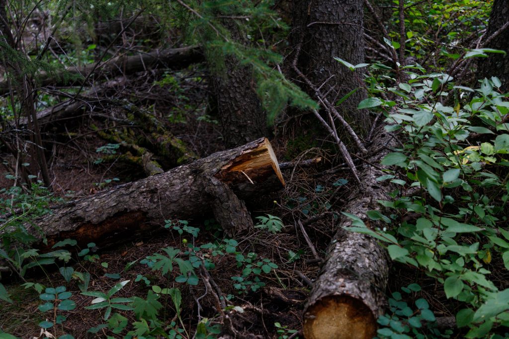 Fallen trees lie on the earth of Griffith Woods in Discovery Ridge in Calgary