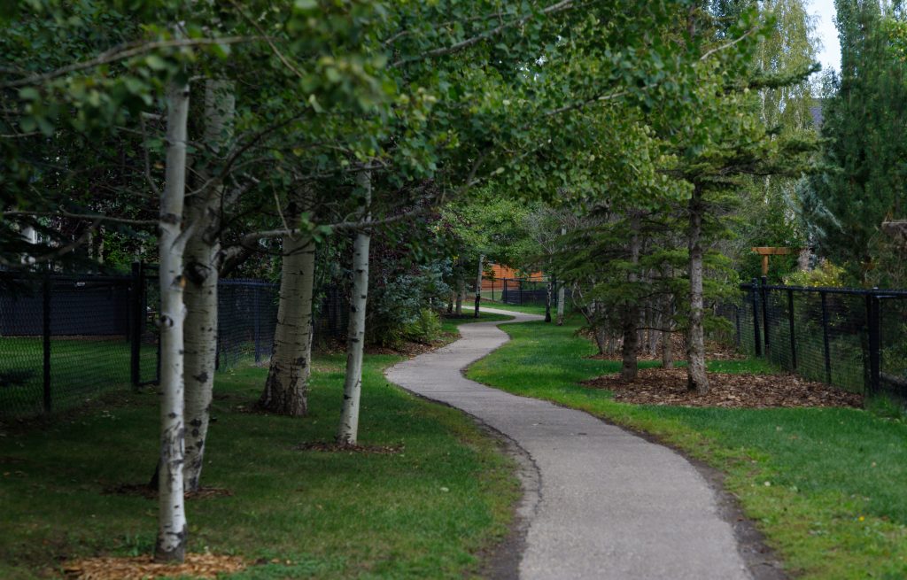 Trees along a residential path that leads from Griffith Woods to Discovery Ridge in Calgary