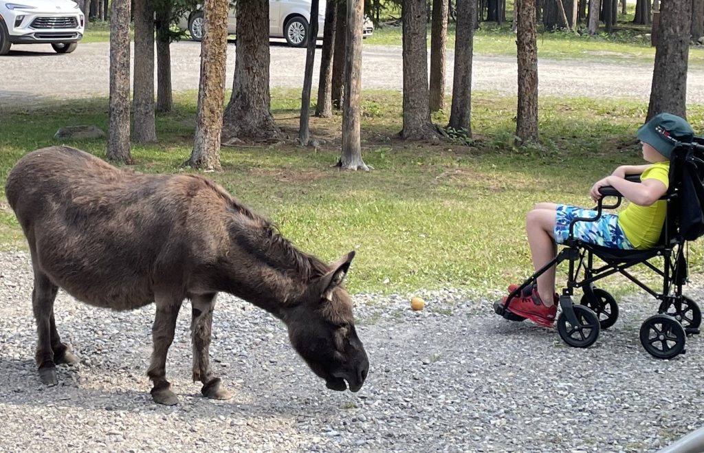 Miniature donkey that went missing from vet hospital near Calgary found dead, cougar likely to blame