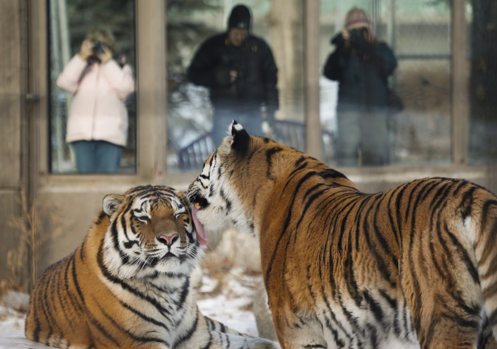 An Amur tiger licks another as visitors record the scene at the Calgary Zoo in Calgary, Alta., Thursday, Nov. 28, 2013. Zoos and aquariums around the world need to undergo an evolution from just focusing on entertainment to conservation in order to remain relevant with the public an international conference has been told.THE CANADIAN PRESS/Jeff McIntosh