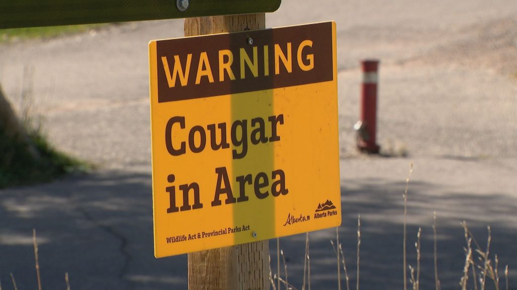 Cougar sightings in Calgary's Fish Creek Park prompt warning