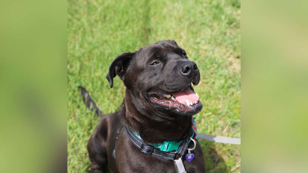 Calgary Humane Society's longest resident reaches 175 days without a home