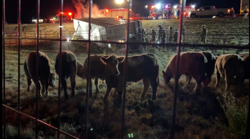 Emergency crews round up loose cows after a semi carrying them on Stoney Trail on Tuesday, Oct. 22, 2024. (Phoenix Phillips, CityNews image)