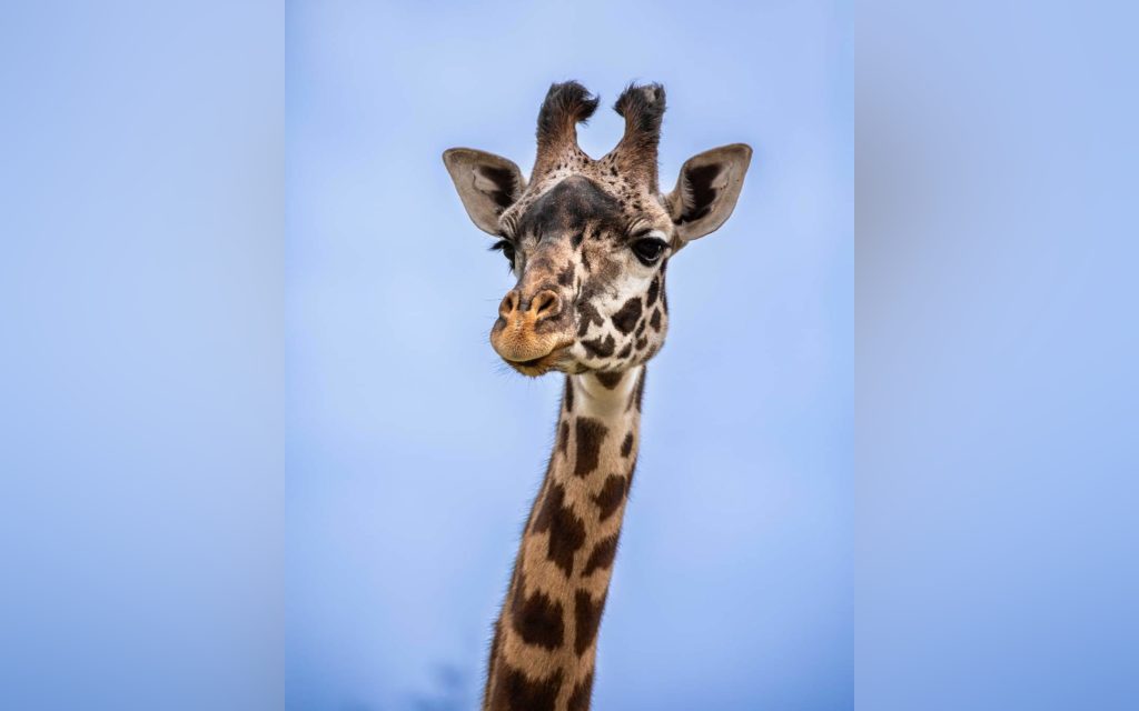 A four-year-old giraffe named Amani has joined the Wilder Institute/Calgary Zoo family. (Toronto Zoo/Photo)